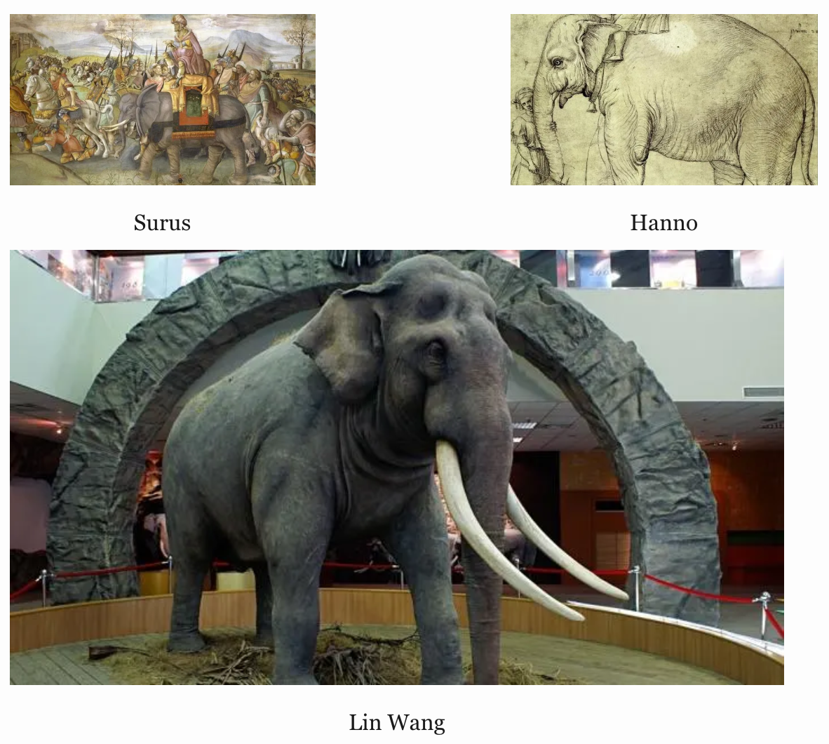 Three elephant pictures arranged such that two pictures are side-by-side in the first row, and the third picture is underneath both of these. The picture on the left in the first row is captioned 'Surus' and the picture on the right is captioned 'Hanno'. The two pictures are separated by some whitespace. The picture underneath these two is captioned 'Lin Wang' and is wider and taller than the other two put together.