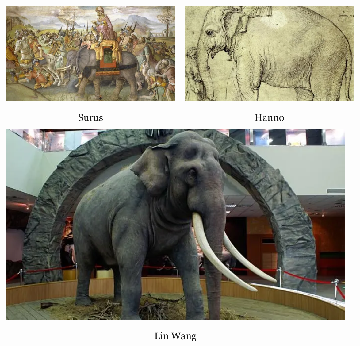Three elephant pictures arranged such that two pictures are side-by-side in the first row, and the third picture is underneath both of these. The picture on the left in the first row is captioned 'Surus' and the picture on the right is captioned 'Hanno'. The picture underneath these two is captioned 'Lin Wang' and is as as wide and tall as the other two put together.