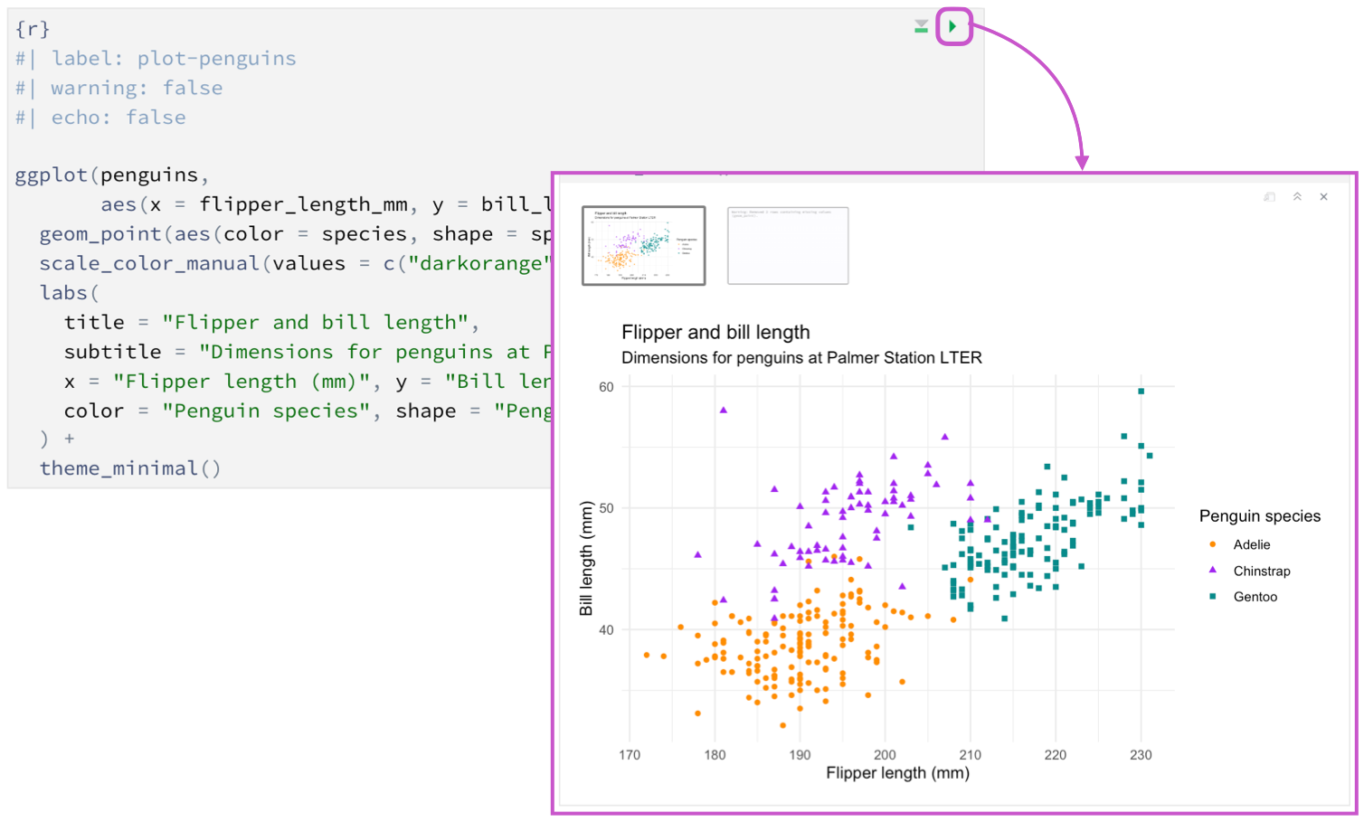 In the background, the code chunk labeled plot-penguins from hello.qmd. The chunk is partially covered by its output, a scatterplot showing the relationship between bill length and flipper length of penguins, colors by species. The button for running the code chunk is highlighted and an arrow extends to the plot, showing that clicking the button results in the plot being generated.